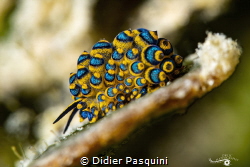 costatiella SP
About 3 mm long by Didier Pasquini 